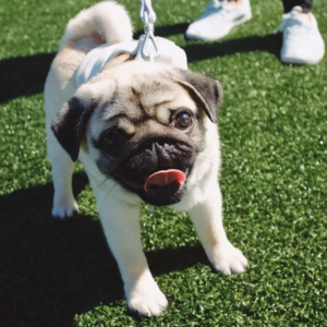 Cachorro Pug