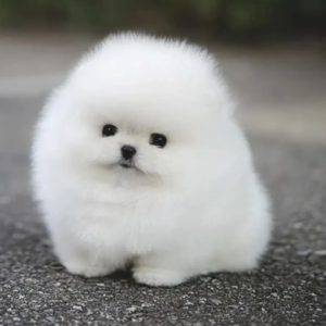 Cachorro Pomerania