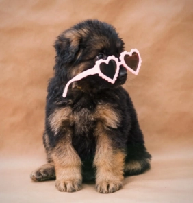 Cachorro Pastor alemán