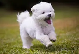 Cachorro Maltese