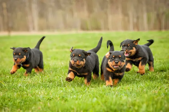 cachorro rottweiler en venta {{brizy_dc_image_alt imageSrc=