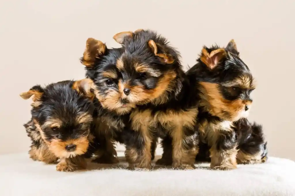 cachorro yorkie {{brizy_dc_image_alt imageSrc=
