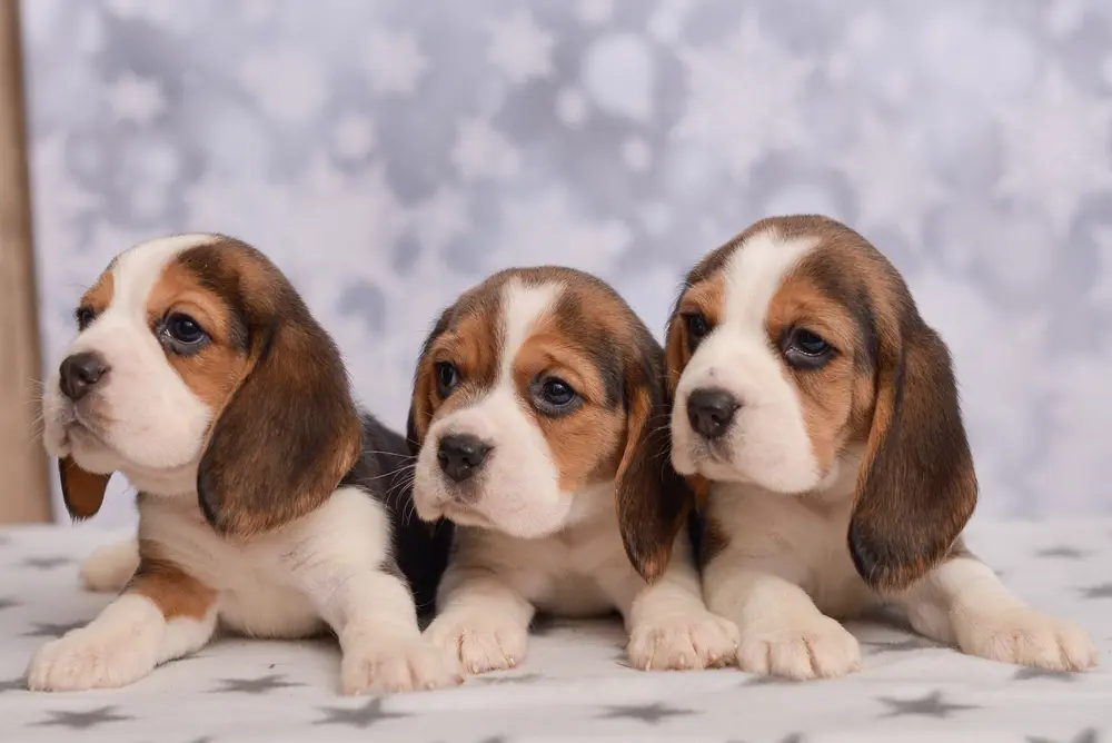 cachorro beagle en venta {{brizy_dc_image_alt imageSrc=