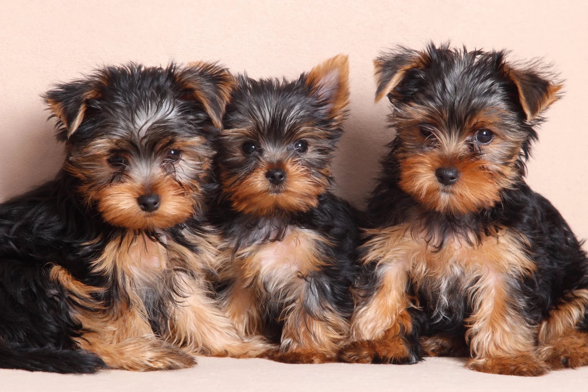 cachorro yorkie en venta {{brizy_dc_image_alt imageSrc=
