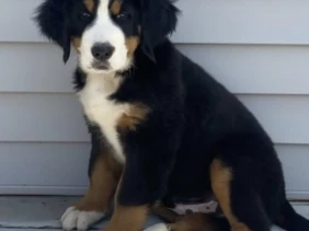 {{brizy_dc_image_alt entityId=