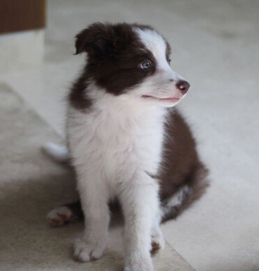 {{brizy_dc_image_alt entityId=