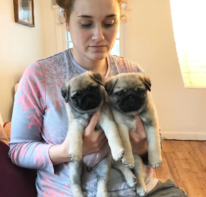 casablancapugs-20250108-0010 {{brizy_dc_image_alt imageSrc=