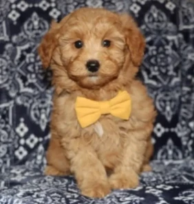 {{brizy_dc_image_alt entityId=