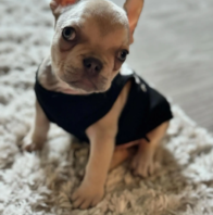 disco.thefrenchiee-20241008-0001 {{brizy_dc_image_alt imageSrc=