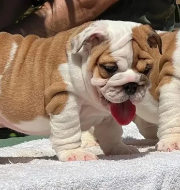 {{brizy_dc_image_alt entityId=