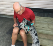 great dane-pegasus (11) {{brizy_dc_image_alt imageSrc=