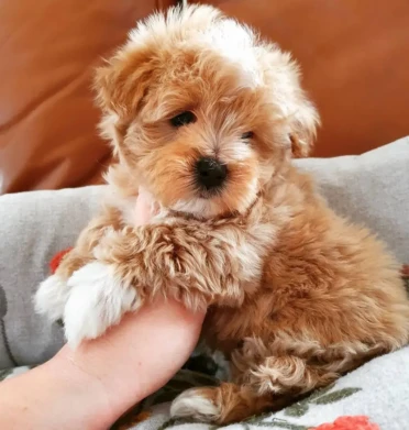 {{brizy_dc_image_alt entityId=