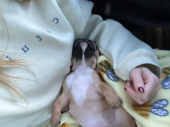 mezziethefrenchie-20240724-0002 {{brizy_dc_image_alt imageSrc=