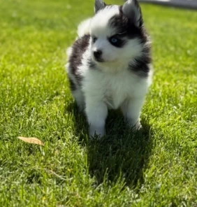 {{brizy_dc_image_alt entityId=