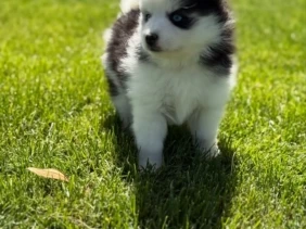 {{brizy_dc_image_alt entityId=