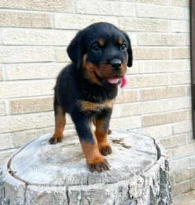 {{brizy_dc_image_alt entityId=