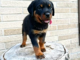 ron {{brizy_dc_image_alt entityId=