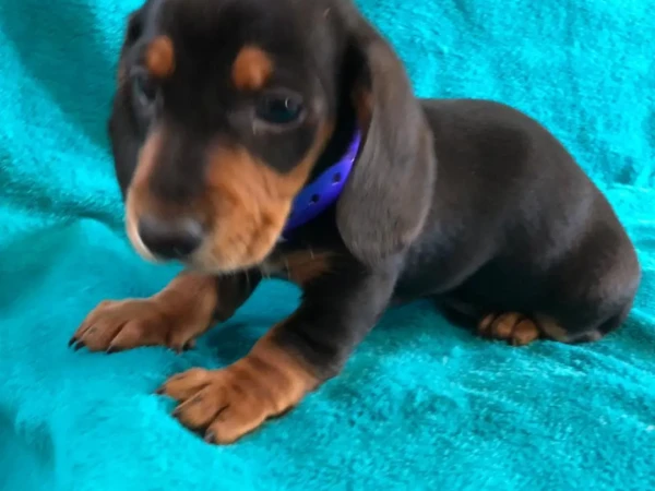 {{brizy_dc_image_alt entityId=