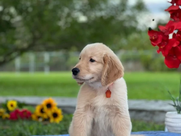 {{brizy_dc_image_alt entityId=